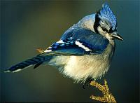 <img200*0:stuff/z/65185/[The%2520Mad%2520Hatter]%2527s%2520Photography/blueJay.jpg>